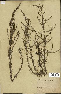 spécimen de Artemisia sp.