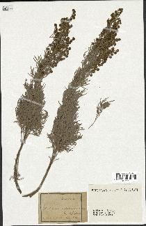 spécimen de Artemisia arborescens