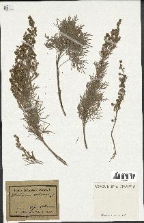 spécimen de Artemisia arborescens