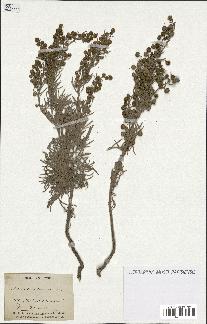 spécimen de Artemisia arborescens