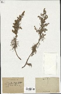 spécimen de Artemisia arborescens