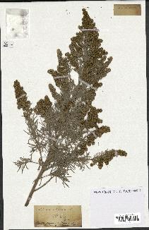 spécimen de Artemisia arborescens