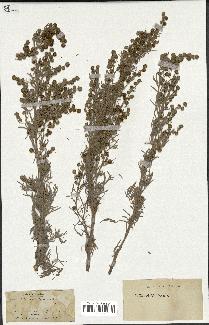 spécimen de Artemisia arborescens