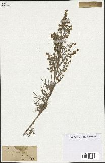 spécimen de Artemisia arborescens