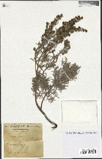 spécimen de Artemisia arborescens