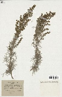 spécimen de Artemisia arborescens