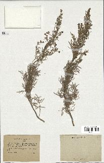 spécimen de Artemisia arborescens