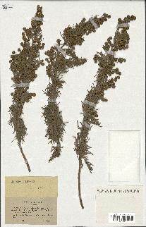 spécimen de Artemisia arborescens