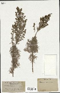 spécimen de Artemisia arborescens