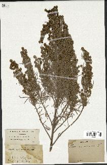 spécimen de Artemisia arborescens