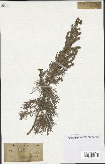 spécimen de Artemisia arborescens