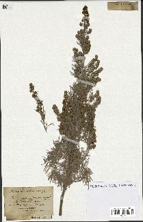 spécimen de Artemisia arborescens