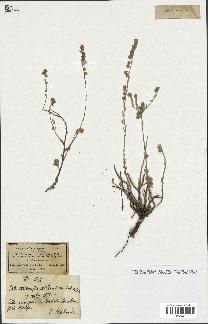 spécimen de Artemisia atlantica