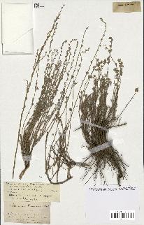 spécimen de Artemisia atlantica