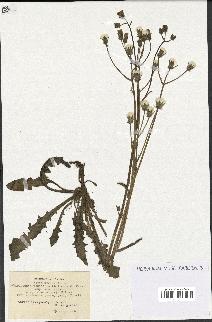 spécimen de Crepis vesicaria