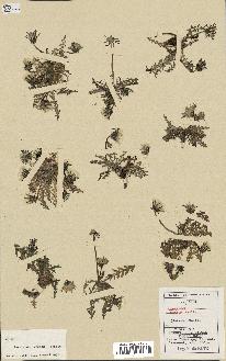 spécimen de Taraxacum phaeum