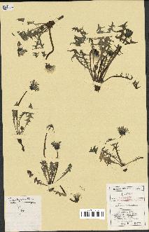 spécimen de Taraxacum polyschistum