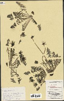 spécimen de Taraxacum polyschistum