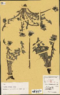 spécimen de Taraxacum oxyphinum