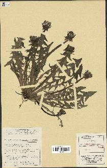 spécimen de Taraxacum pallescentiforme