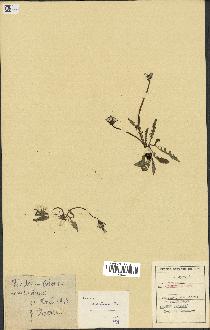 spécimen de Taraxacum oxoniense