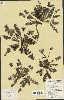 spécimen de Taraxacum obovatum