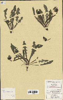 spécimen de Taraxacum nordstedtii