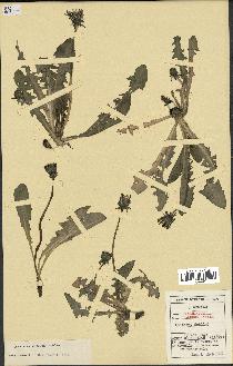 spécimen de Taraxacum pascuum