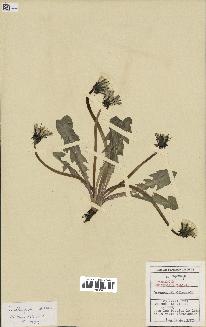 spécimen de Taraxacum oblongatum