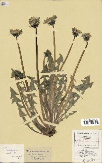 spécimen de Taraxacum paucidentatum