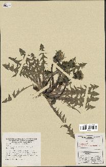spécimen de Taraxacum stereodes