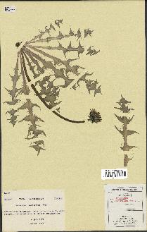 spécimen de Taraxacum verticosum