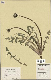spécimen de Taraxacum tumentilobum
