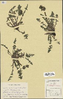 spécimen de Taraxacum tumentilobum