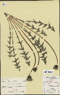 spécimen de Taraxacum tumentilobum