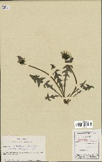 spécimen de Taraxacum xanthostigma