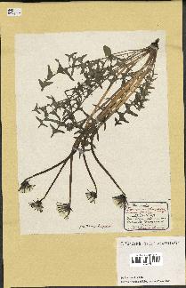 spécimen de Taraxacum officinale