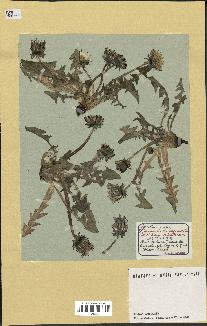 spécimen de Taraxacum officinale