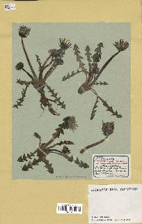 spécimen de Taraxacum palustre