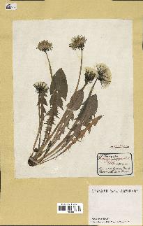 spécimen de Taraxacum officinale