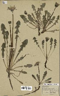 spécimen de Taraxacum officinale