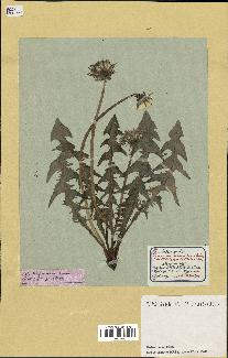 spécimen de Taraxacum officinale