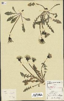 spécimen de Taraxacum tenuiceps