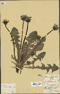 spécimen de Taraxacum xanthostigma