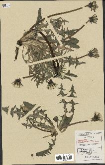 spécimen de Taraxacum subcyanolepis