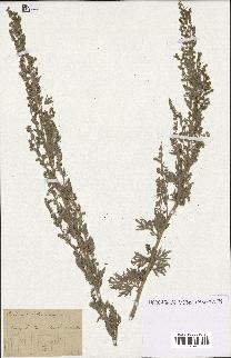 spécimen de Artemisia absinthium