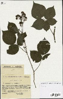 spécimen de Rubus sp.