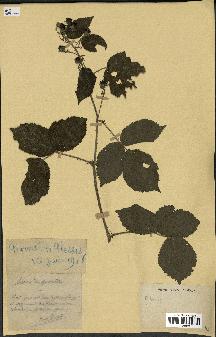 spécimen de Rubus sp.