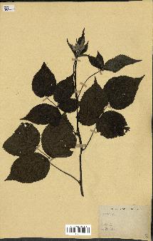 spécimen de Rubus sp.