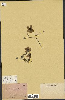 spécimen de Rubus sp.
